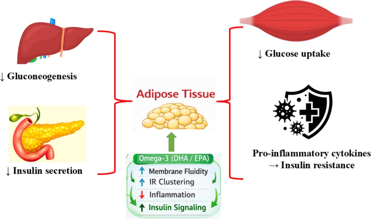 APSPublications's tweet photo. New in Comprehensive Physiology🚨 Mini review by Ganamurali N et al.: Molecular Mechanisms of Lipid-Modifying Enzymes in #CellularAdaptation and Systemic #GlucoseHomeostasis. Read more here: https://t.co/OpUygUAKno #lipid https://t.co/TnecKTjh8B