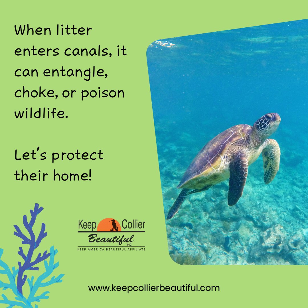 KeepCollierBeautiful tweet media