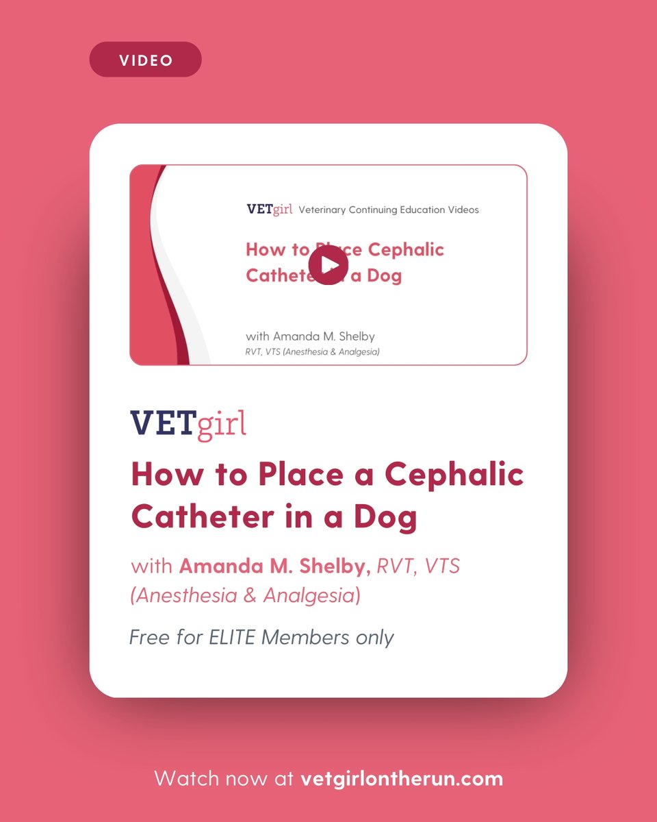 VetGirlOnTheRun's tweet image. 🎥 How to Place a Cephalic Catheter in a Dog 🐾💉

🔗 vetgirlontherun.com/videos/how-to-…

#VETgirl #VeterinaryEducation #IVCatheter #CephalicCatheter #VetMed #VeterinaryCE #VetTechSkills #SmallAnimalCare #VetLife #DogCare