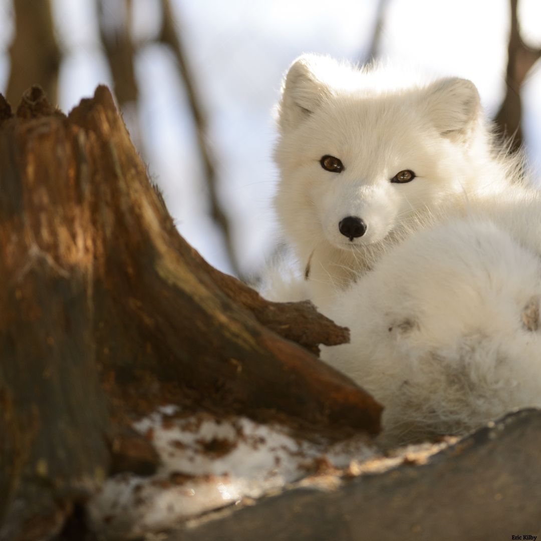 National Wildlife Federation tweet media