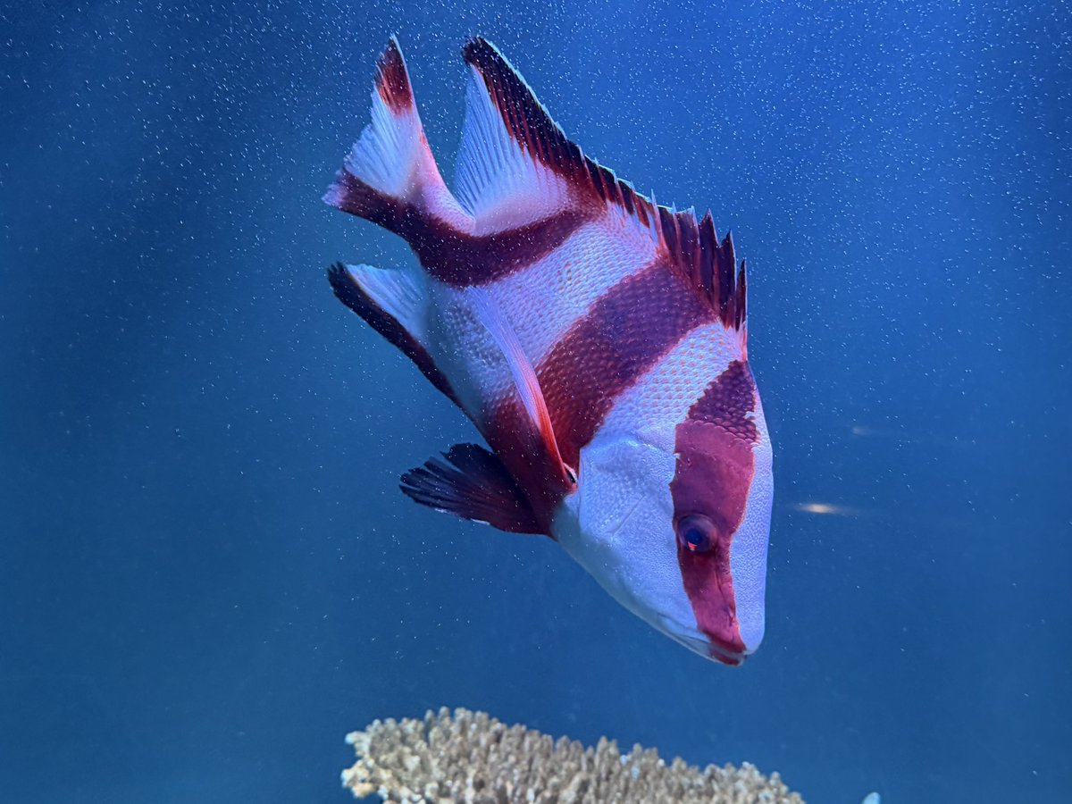 いちい tweet media