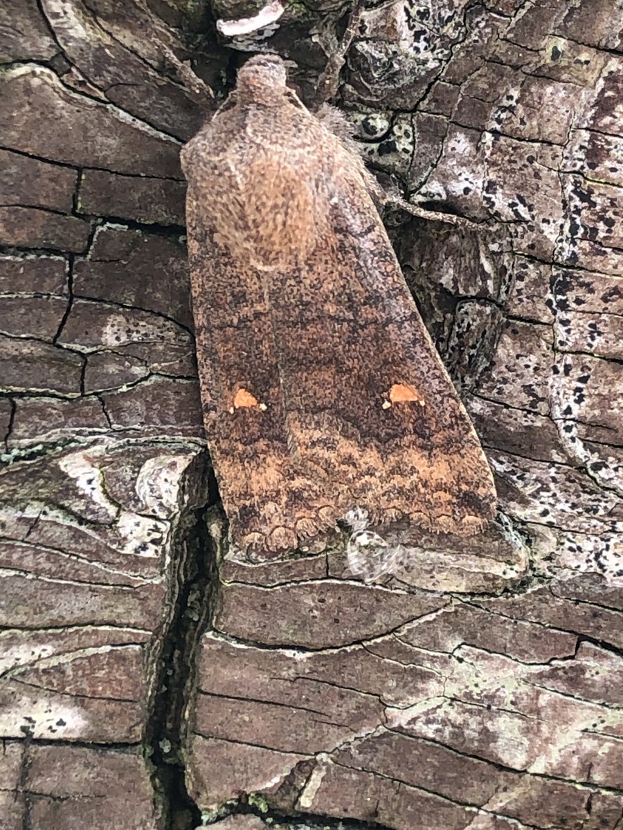 allthingsmothy tweet media