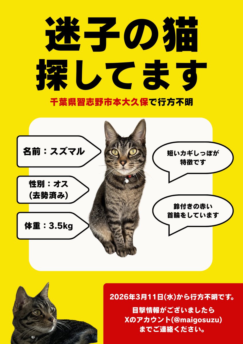 maigosuzu's tweet photo. 【拡散希望】
本日(3/11)午前10時45分にキジトラの猫が家から飛び出してしまいました。

5歳のオス(去勢済み)のキジトラで体重は3.5kgです。

お近くにお住まいの方で、もし目撃されてた方がいらっしゃいましたら、こちらにご連絡いただけますと、幸いです。

よろしくお願いいたします。

#迷子猫 https://t.co/6tknLNlSjf