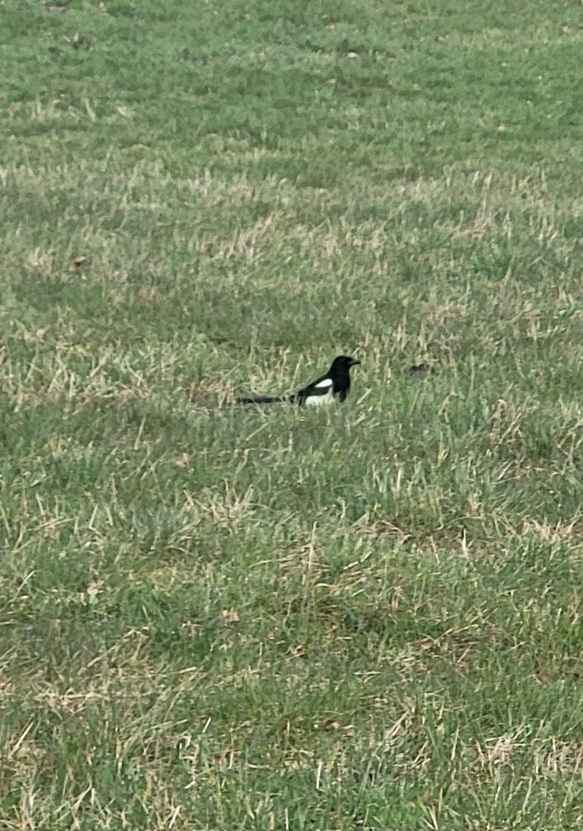 Luffy Kun tweet media