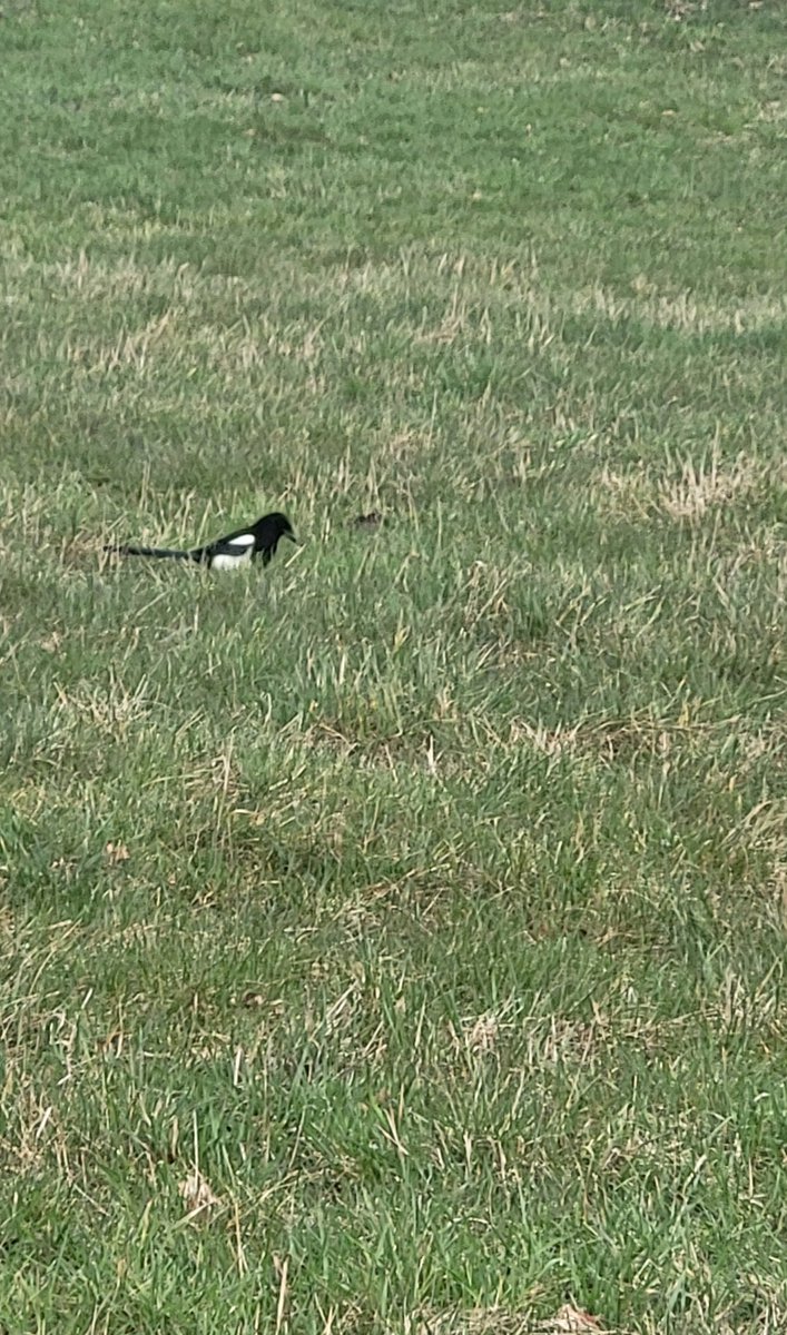 Luffy Kun tweet media