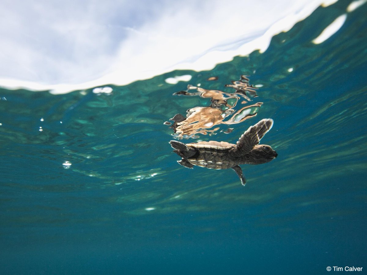 The Nature Conservancy tweet media