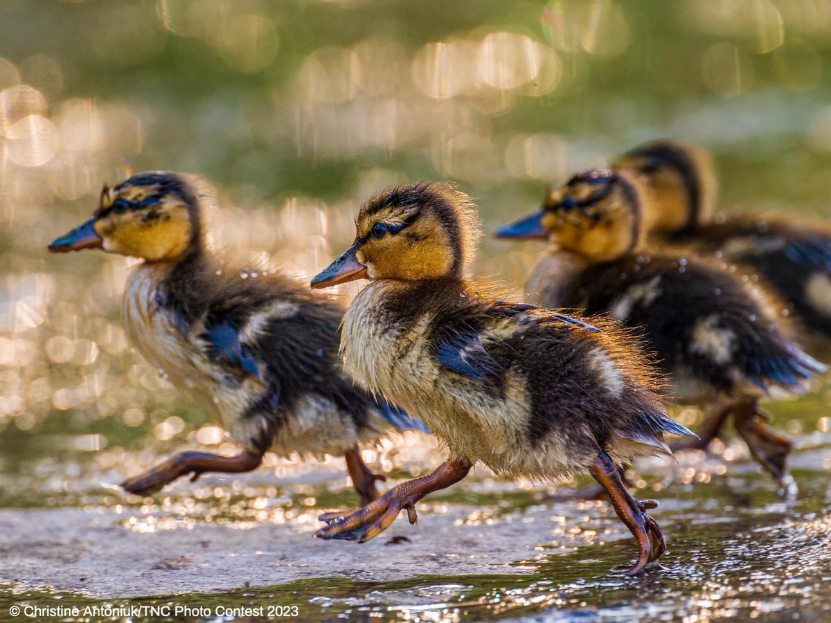 The Nature Conservancy tweet media
