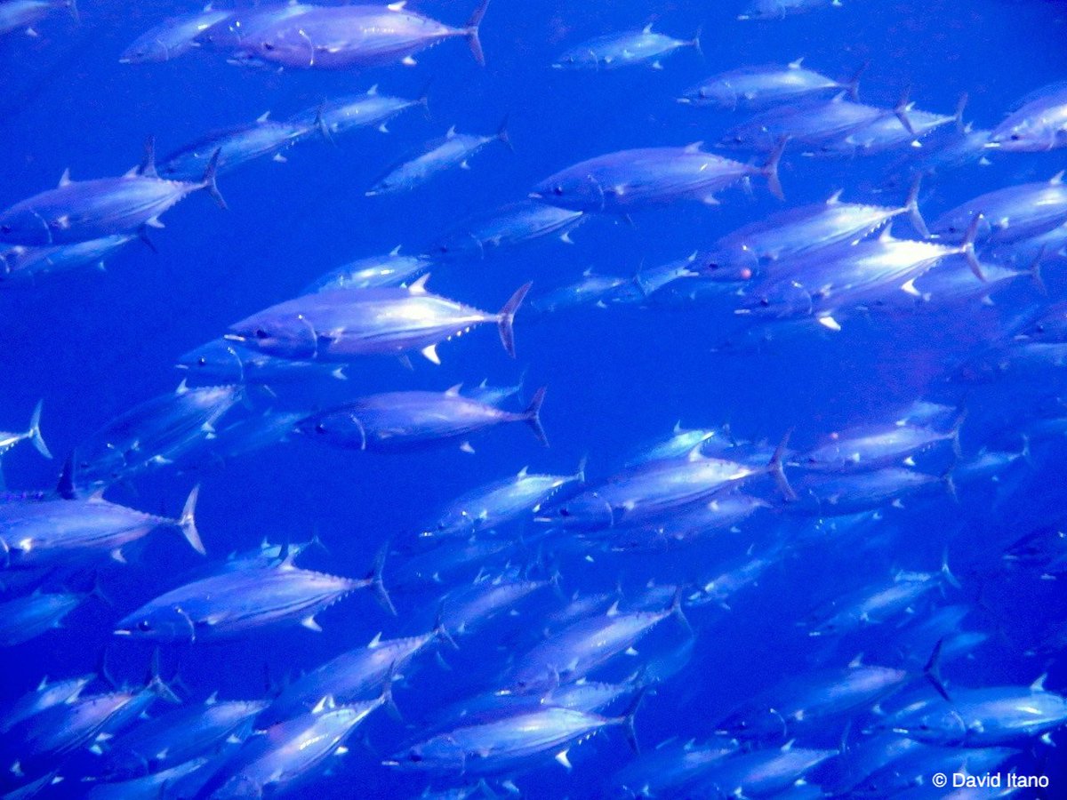 The Nature Conservancy tweet media