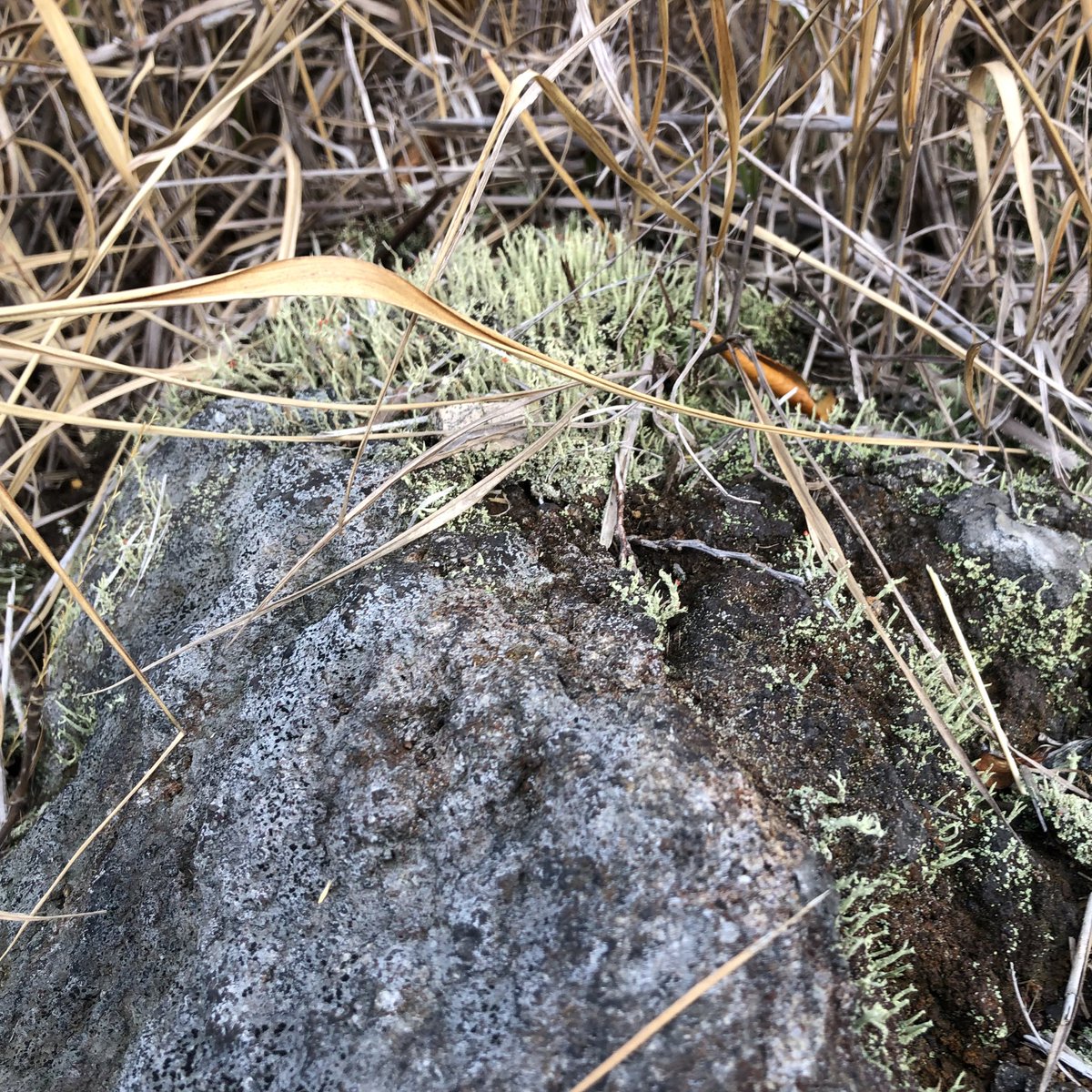 わけー tweet media