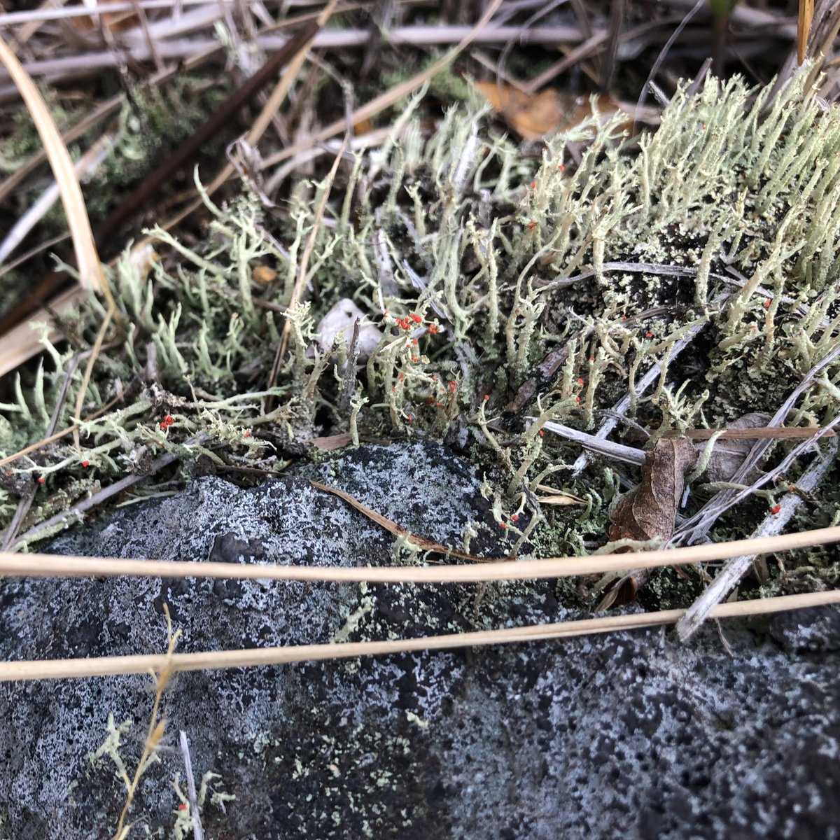 わけー tweet media