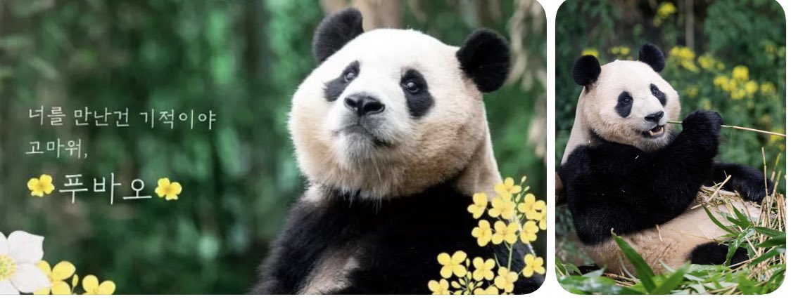 rlatjstnr031946's tweet photo. @MFA_China  @SpokespersonCHN
@ChinaDaily  @PDChina
@CGTNOfficial  @XHNews

许多人一直关心 福宝 的健康与近况。
恳请考虑福宝再次在韩国生活的可能性。
希望福宝能够在安全、安心的环境中生活。

#福 #Fubao #ReturnFuBao #Comebackfu https://t.co/VlniJhUv2R
