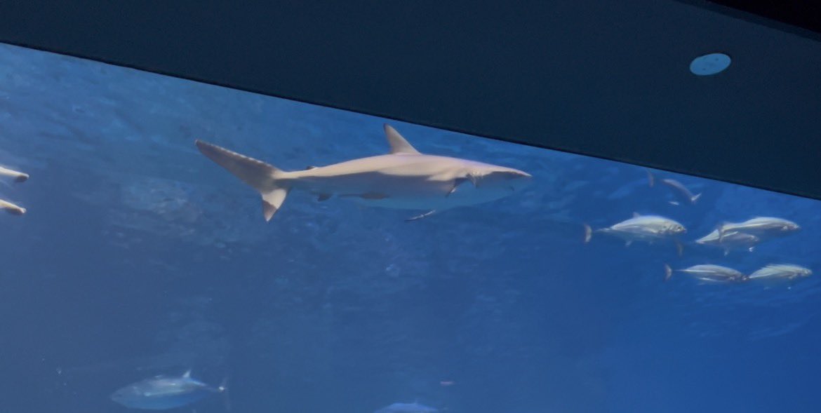 先日沖縄に行った際に沖縄美ら海水族館に訪れました！！圧倒的なスケールの展示の数々に圧倒されるばかりでしたし黒潮大水槽では人生初のオニイトマキエイやブラックマンタ、ホウライザメなど魅力的な魚類たちに溢れ見応え抜群でした！！！