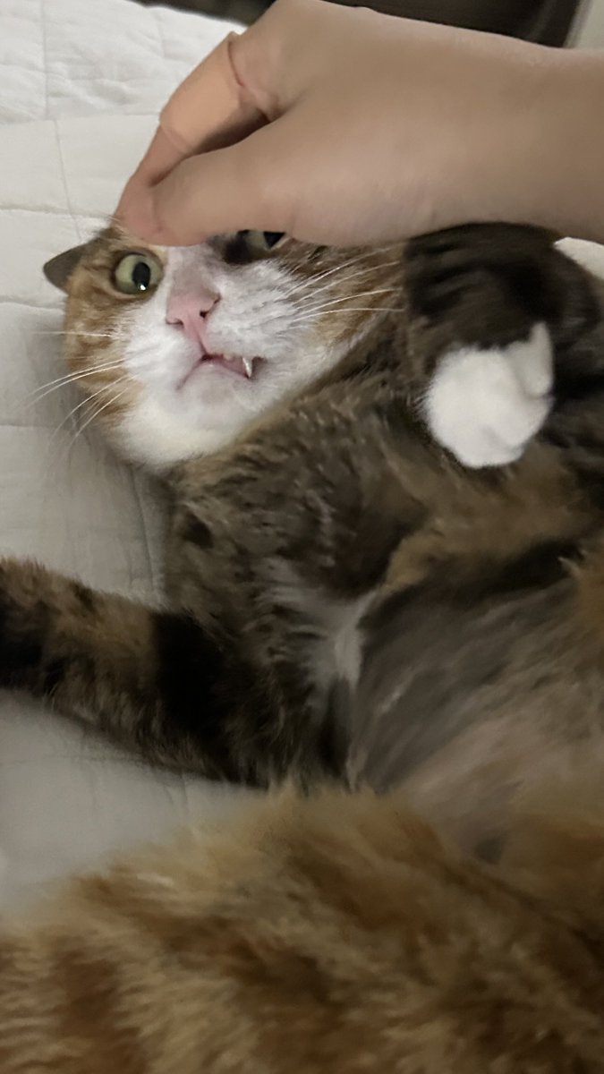 무병장수이 tweet media