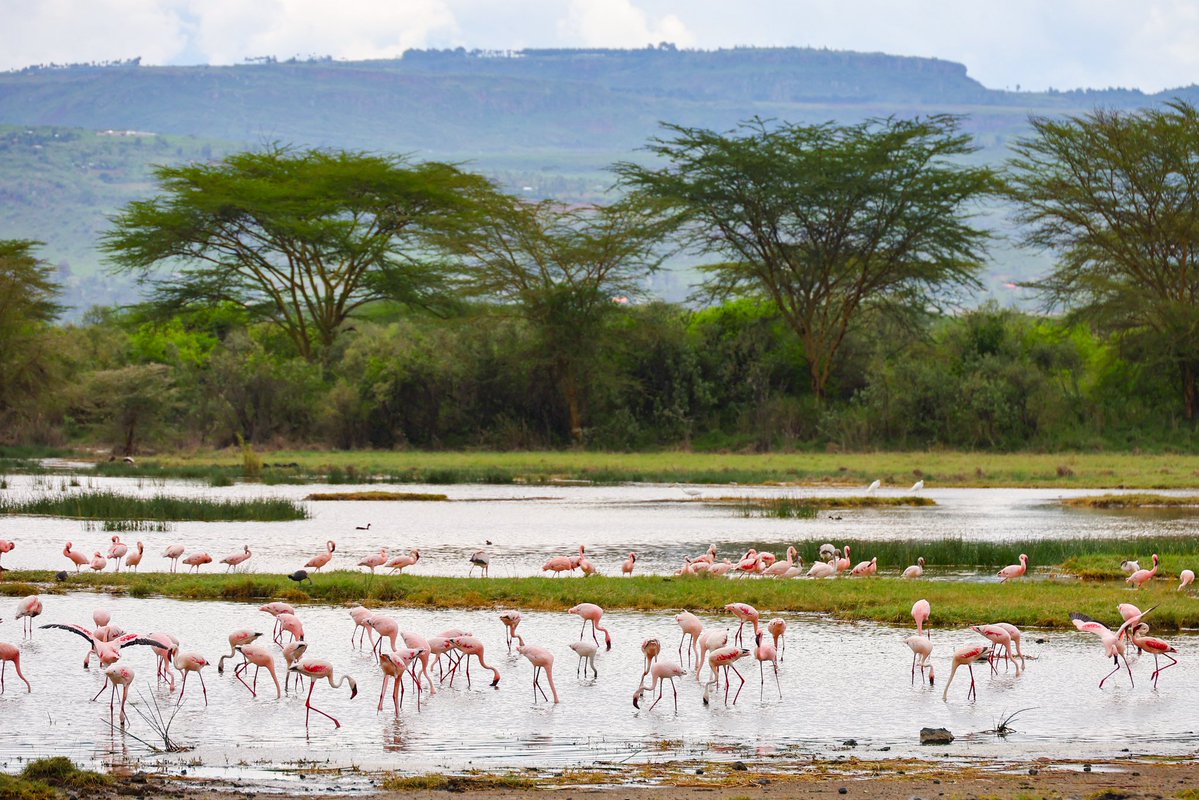 Sébastien Ogier tweet media