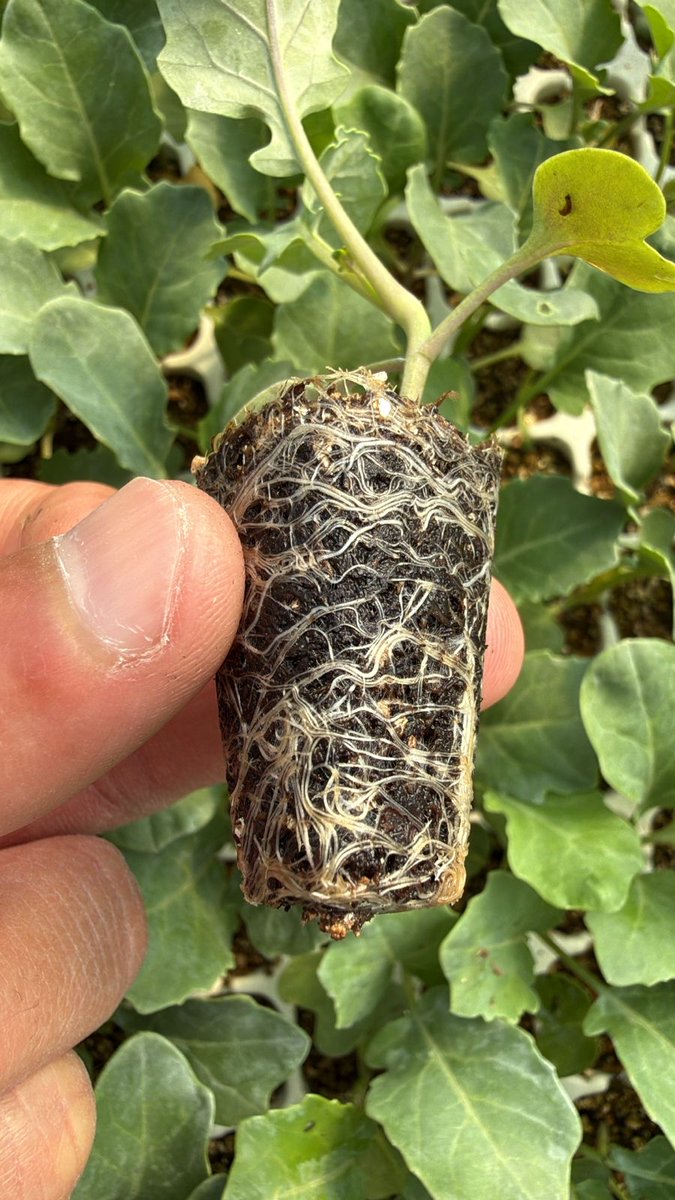 sungro's tweet photo. Plug and liner production is underway in many greenhouses. Consistent media, proper moisture, and good aeration help support strong early root development. #sungro #root #growth #greenhouses #trial https://t.co/FTkm4TjDH2