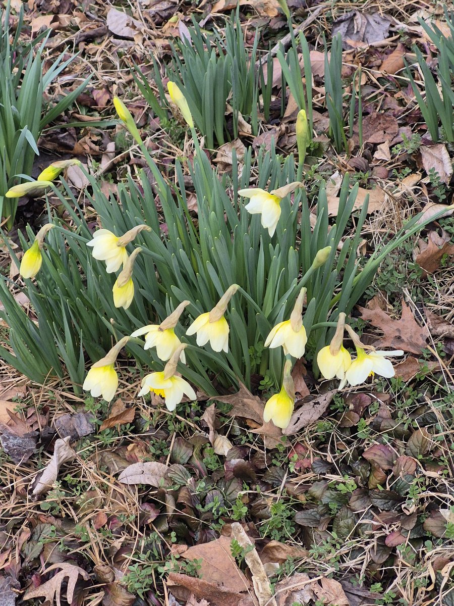 Cathygilber51's tweet photo. @HarmeetKDhillon Daffodils are already blooming  but we are going to have redbud winter in TN next week burr https://t.co/w7jrgBqTdR