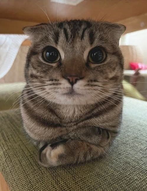 i hired this cat to stare at you