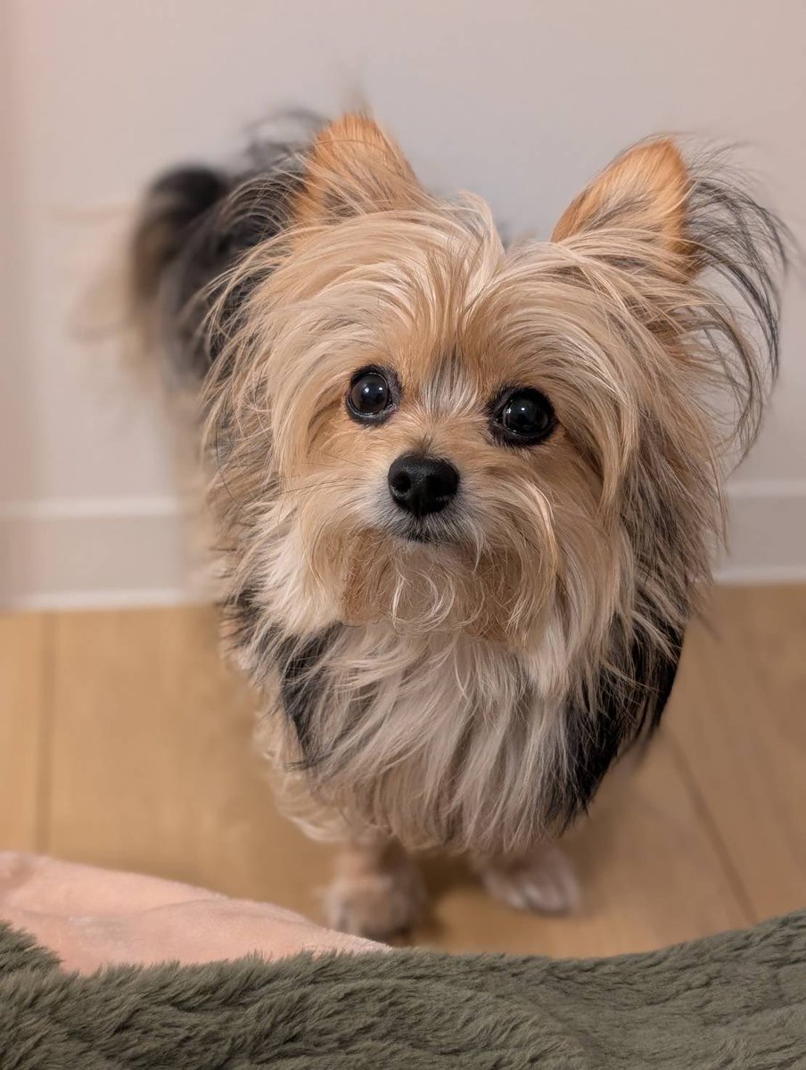 今日の犬
散歩中、見知らぬ人の「かわいい〜」を聞いた瞬間それは私のことですね？とすかさず反応し、猛アピールして無事構ってもらいミッションクリア