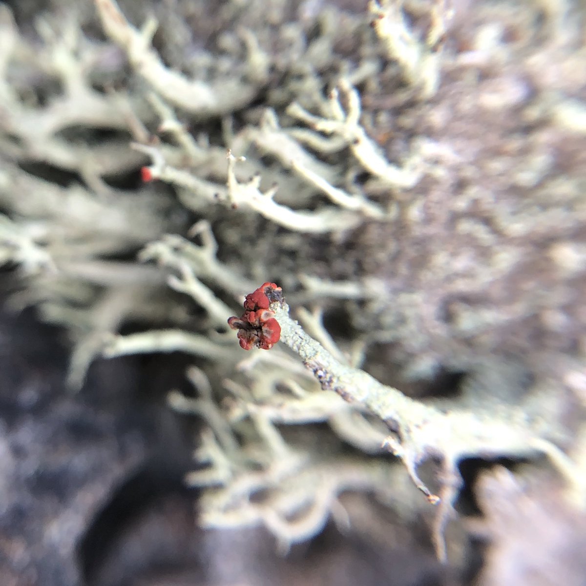 わけー tweet media