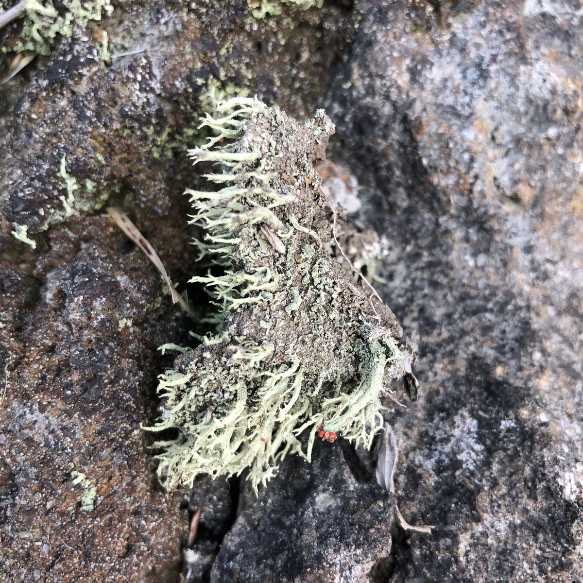 わけー tweet media