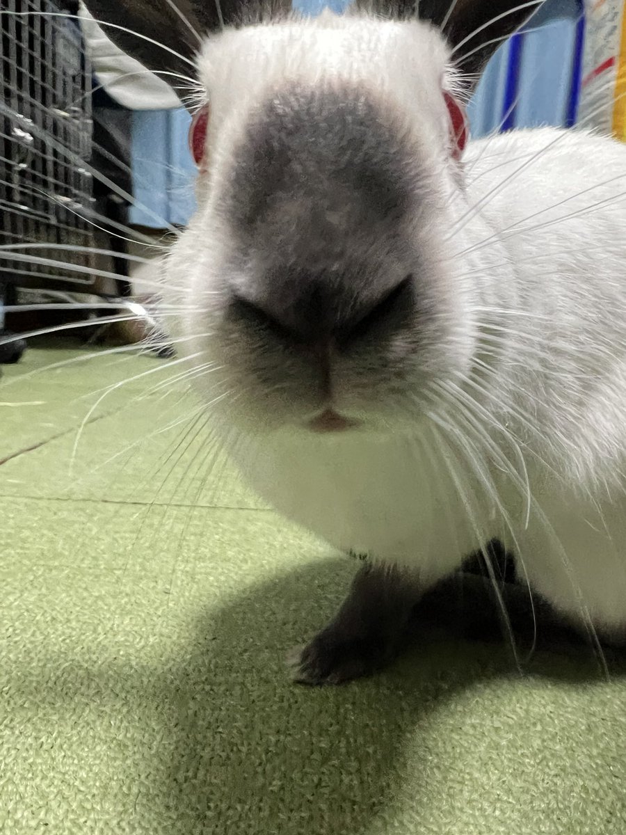 れいしょ tweet media