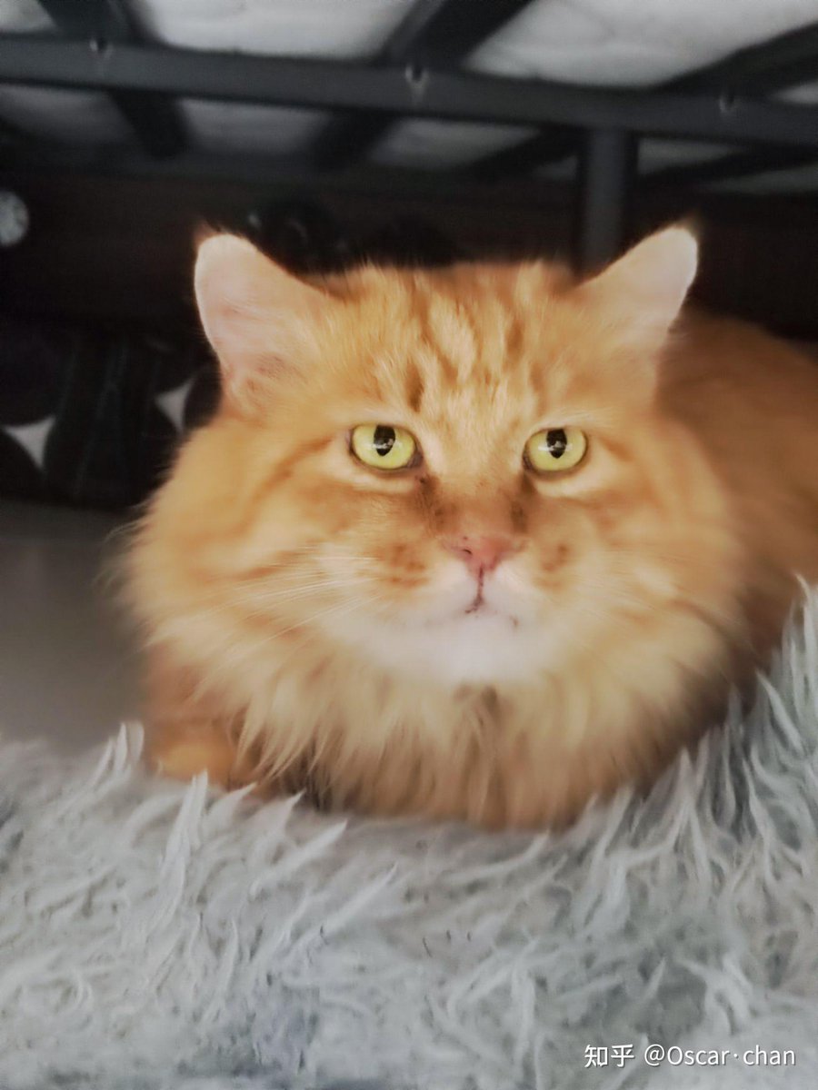 maine_jessica's tweet photo. When the boss isn’t looking, the screen switches to cat videos. 5-minute “me time” = reset button for the day https://t.co/anM1PdsOdi