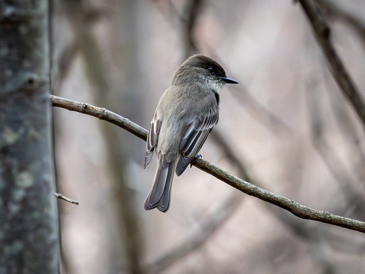 🦦Wild New York🐺 tweet media