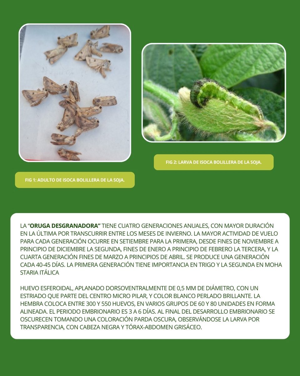 CRIATAOficial's tweet photo. Continuamos con el informe semanal del registro de capturas de lepidópteros plaga asociados a cultivos agrícolas mediante trampa de luz 🦋

👉 Desde el 28/2 hasta el 6/3 del 2026

[Sigue en comentarios] https://t.co/9WQkjs5T62