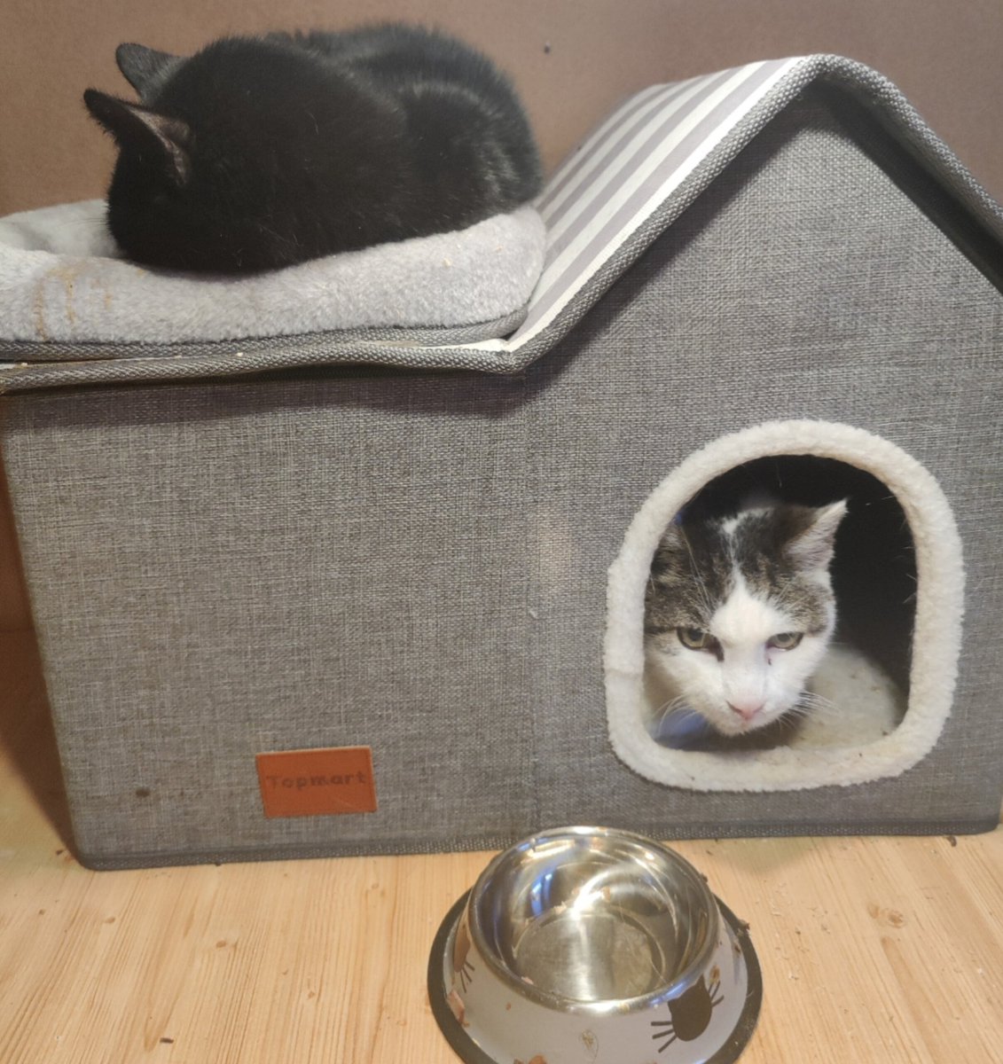 🪄ᴾᵘᵐᵐᵉˡᶻᵃᶜᵏᵉ🦩 🇺🇦 tweet media