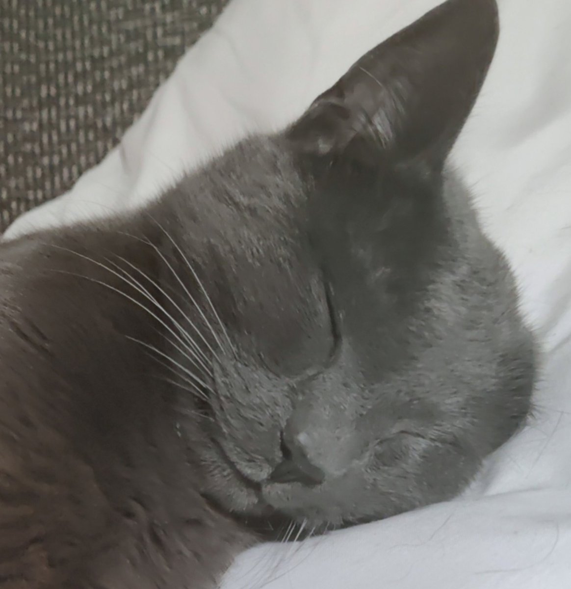 🪄ᴾᵘᵐᵐᵉˡᶻᵃᶜᵏᵉ🦩 🇺🇦 tweet media