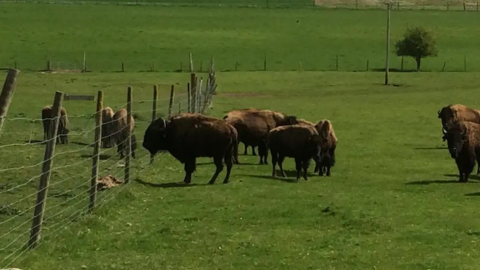 All About Bison tweet media