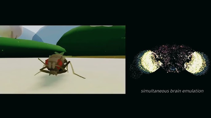 GPLPCN's tweet photo. [Eon Systems Demonstrates Digital Simulation of Fruit Fly Brain Controlling Physical Entity]
Eon Systems integrated a digital fruit fly brain with a physical simulated body, pioneering "digitized biological intelligence" over traditional AI.
#EonSystems #DigitalBrainSimulation https://t.co/GDzHV6GYqu
