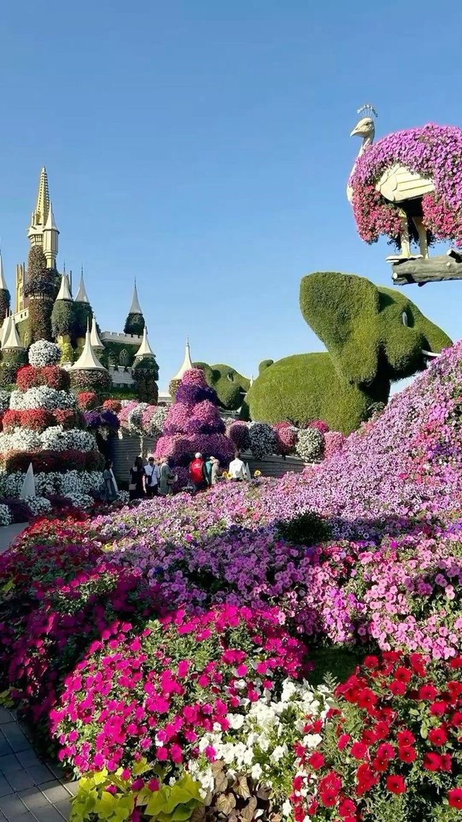 camski's tweet photo. Dubai Miracle Garden in Dubai is the world's largest natural flower garden

Usually 100AED/person to walk through 150 million blooming flowers

They're giving out FREE entry for all UAE residents from March 15 to 31. Just show your Emirates ID at the door. No reservation needed!

Soo prettyy