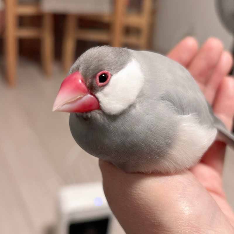 minakaming's tweet photo. 手の上でフコフコし始めたところ名前を呼んだら「ん？」って顔して可愛かった。
また明日ね。 #buncho #文鳥 https://t.co/z7zTQFirR3