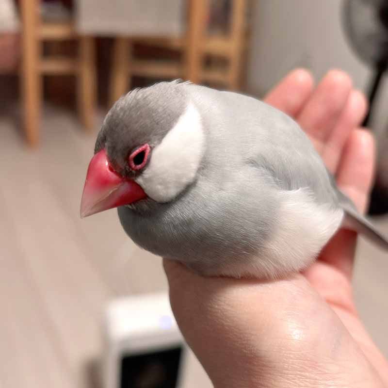 minakaming's tweet photo. 手の上でフコフコし始めたところ名前を呼んだら「ん？」って顔して可愛かった。
また明日ね。 #buncho #文鳥 https://t.co/z7zTQFirR3