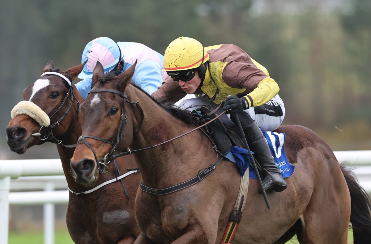 Racing Post Bloodstock tweet media