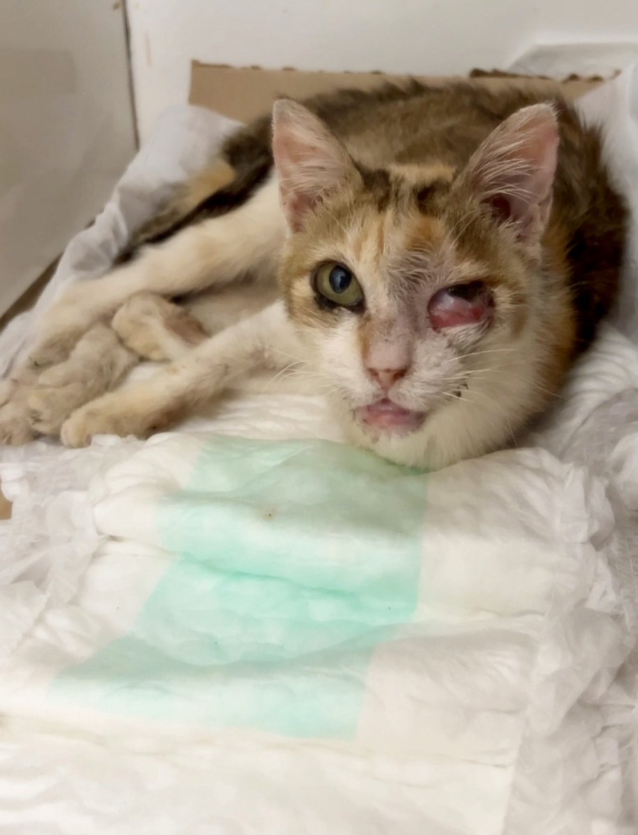 Oi, titios. Precisamos de ajuda. O abrigo é composto por muitos gatinhos e cachorrinhos, além do abrigo tem os animais que vivem nas ruas do povoado e que dependem do abrigo para a sobrevivência. 
Por favor, compartilhe para nos ajudar! Não nos deixem sozinhos!
+