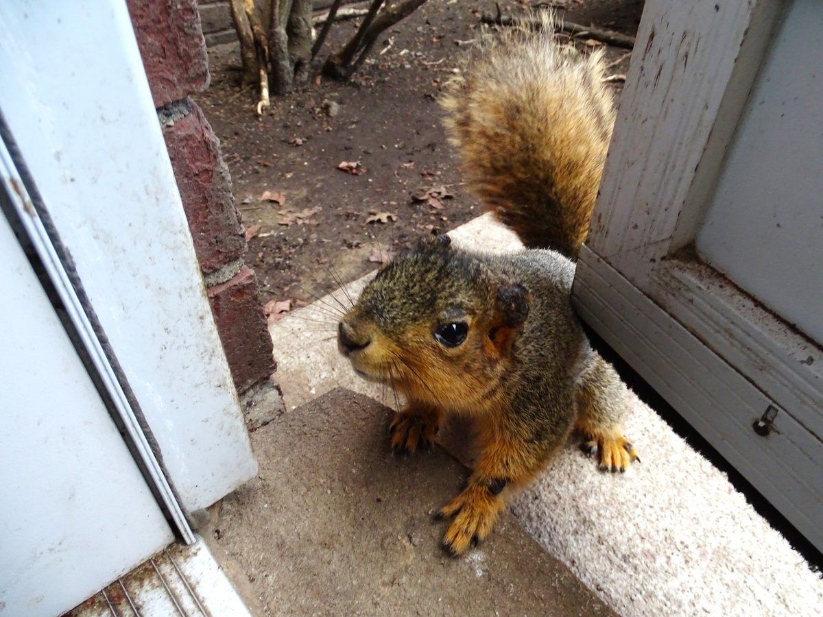 VeganSquirrelMan tweet media