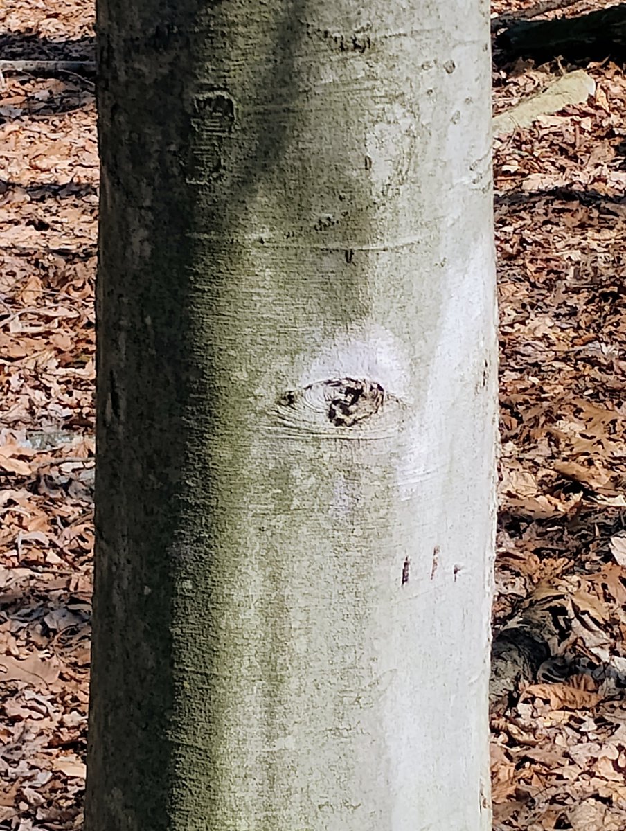 ytuocs's tweet photo. This #tree is watching......#NatureScenery https://t.co/KMfGX22Kdw