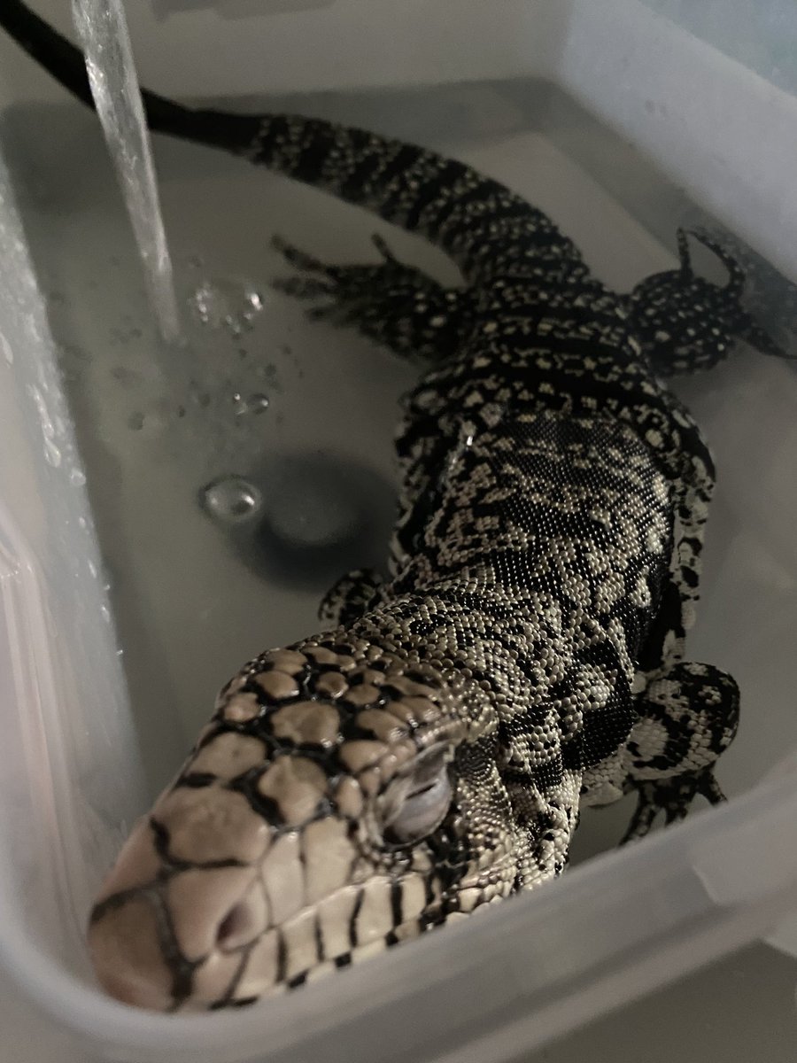 NewtTheCheezeboi🧀Comms still open!! tweet media