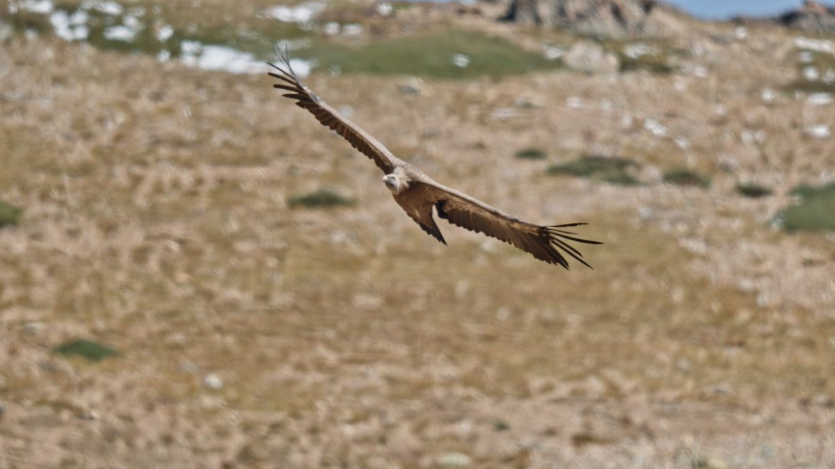 Dan Cabela tweet media