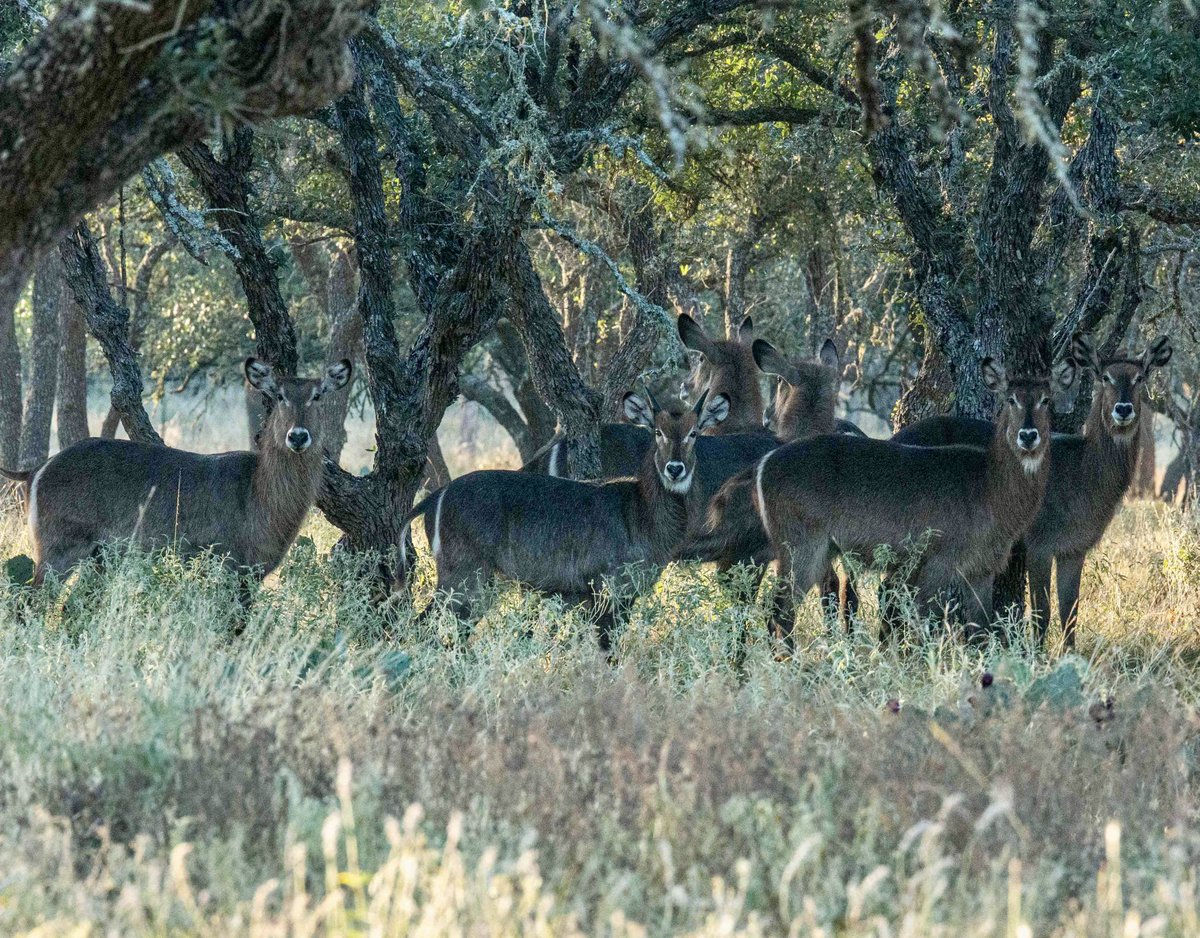 Dan Cabela tweet media