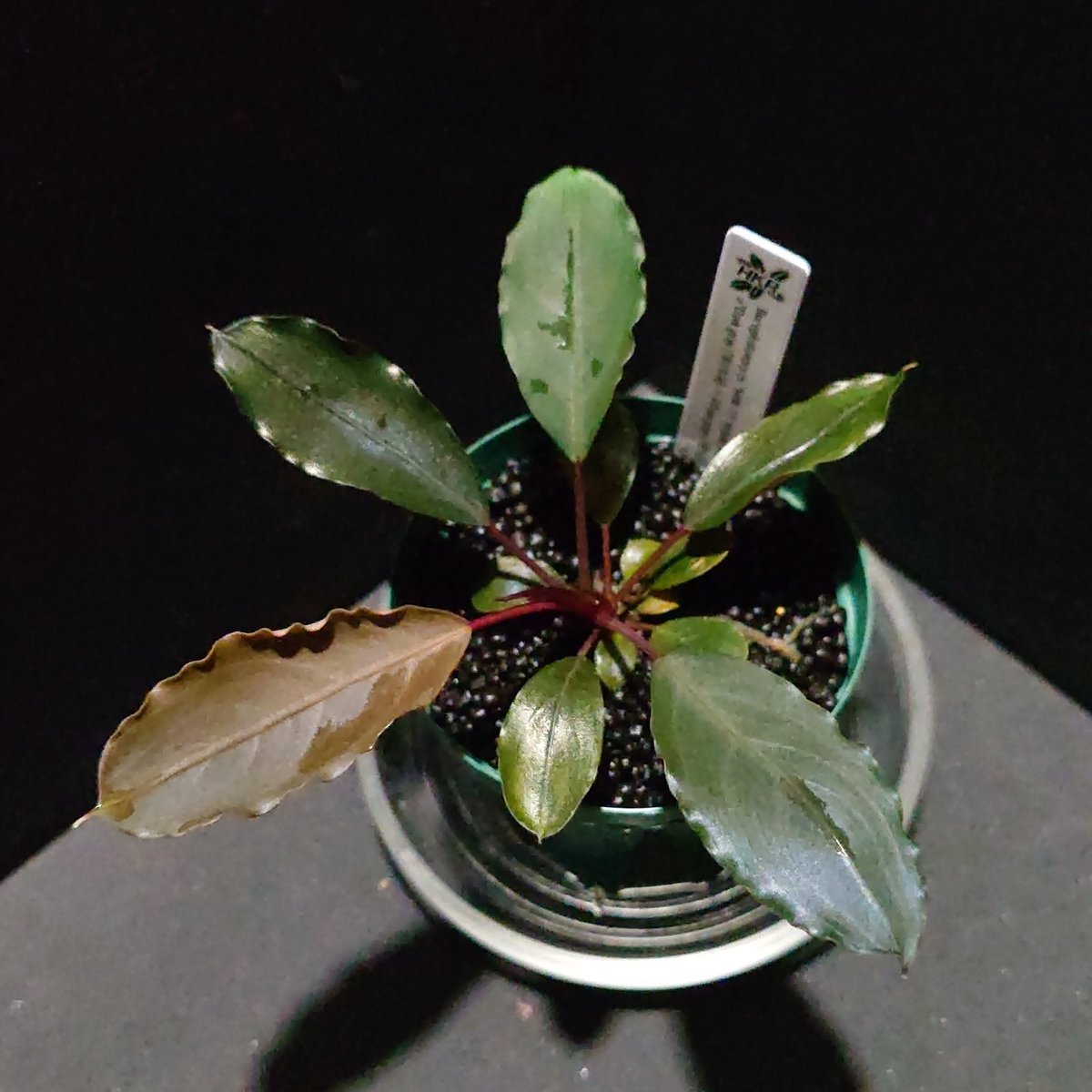 HKR-75
#ブセ実生