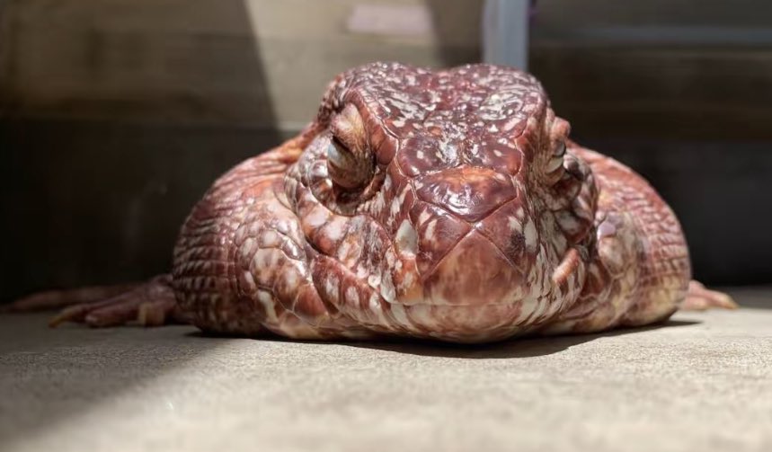 リョウコ🦖 tweet media