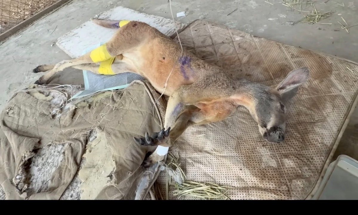 elCANINOclips💣 tweet media