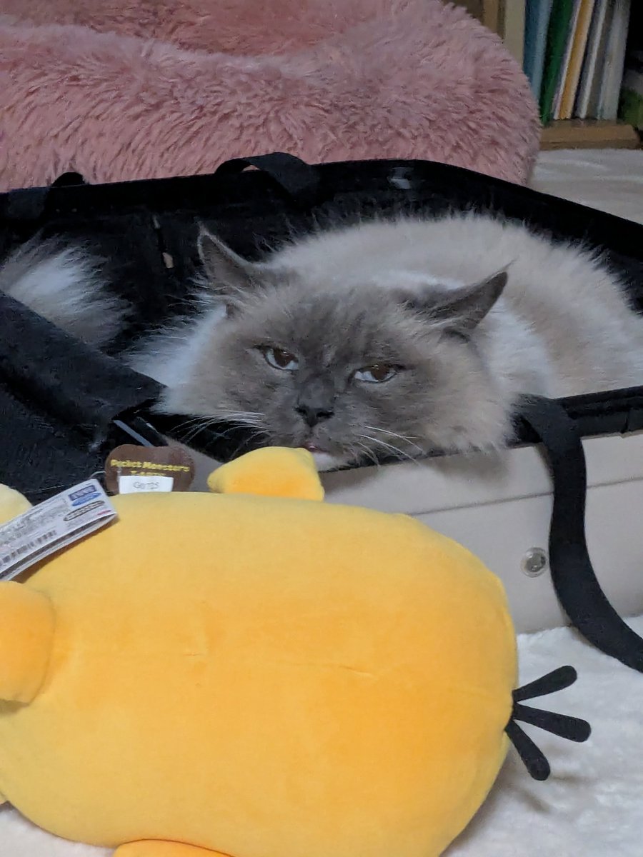 かぉ( ・∀・)ノ● tweet media