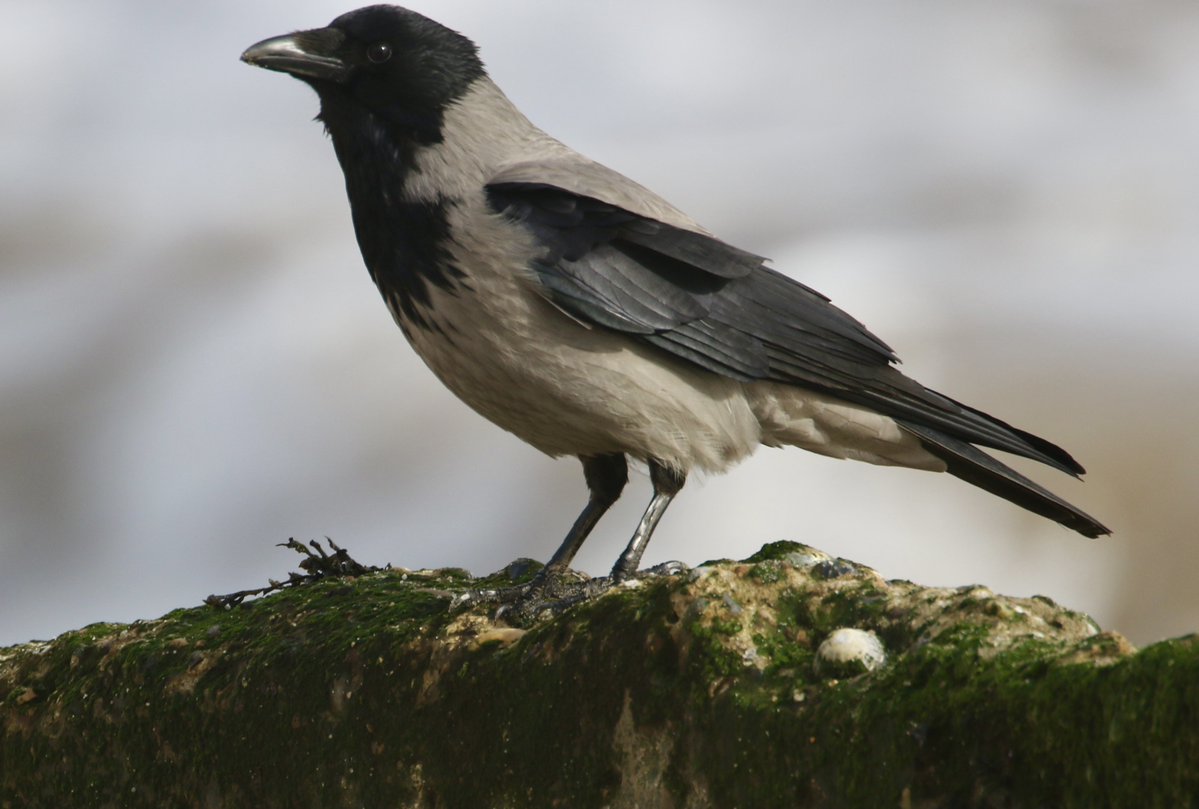 Peter Ransome tweet media