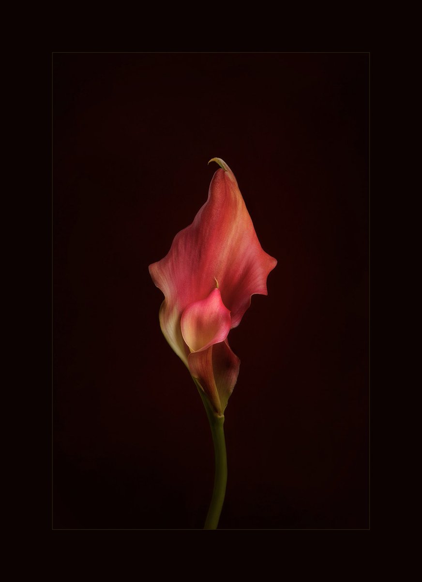 ClickCreate.io tweet media