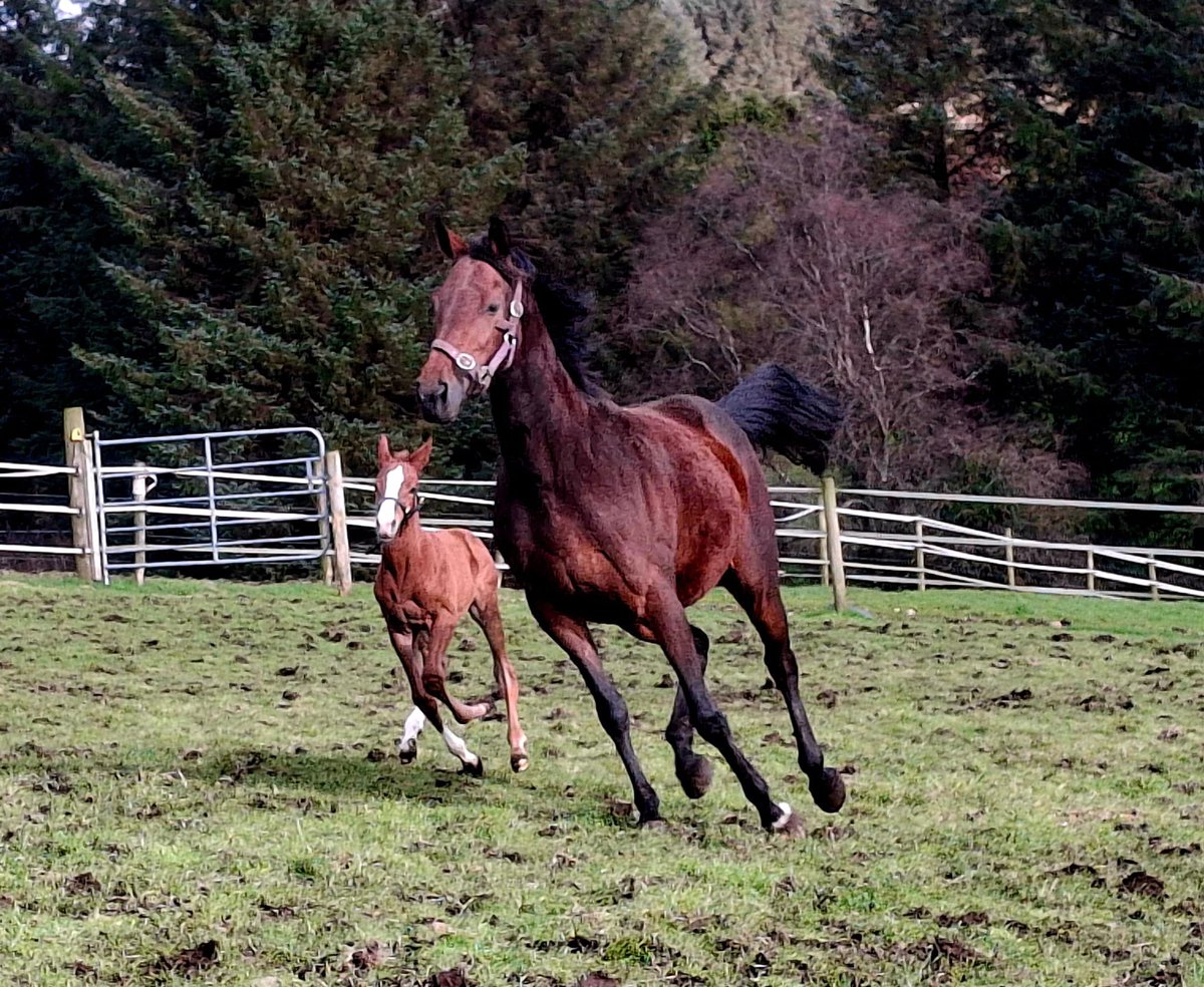 Ferdlant Stud tweet media