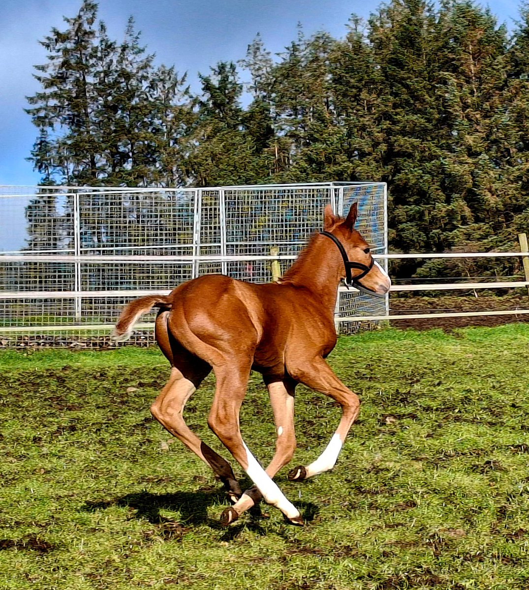 Ferdlant Stud tweet media